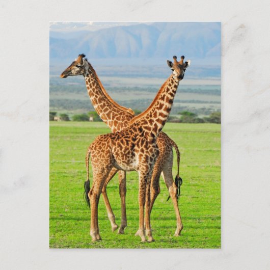 Twee Giraffes Briefkaart (Voorkant)