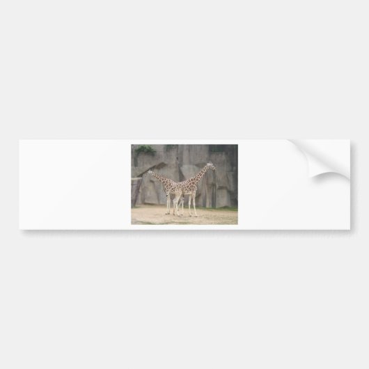 Twee Giraffes Bumpersticker (Voorkant)