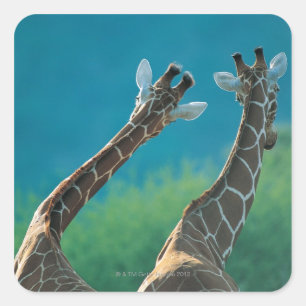 Twee Giraffes (Giraffa camelopardalis) Vierkante Sticker