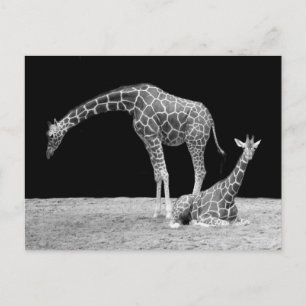 Twee Giraffes in zwart-wit Briefkaart