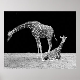 Twee Giraffes in zwart-wit Poster