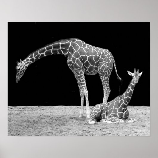 Twee Giraffes in zwart-wit Poster (Voorkant)