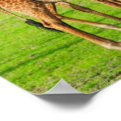 Twee Giraffes Poster (Hoek)