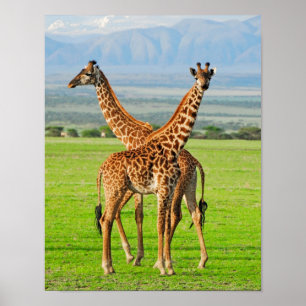 Twee Giraffes Poster