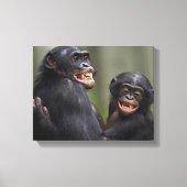 Twee glimlende bonobo's canvas afdruk (Voorkant)