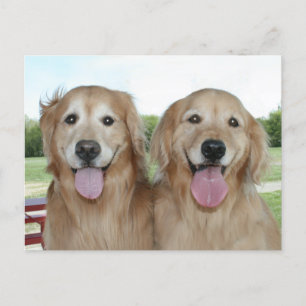 Twee glimlende Golden Retrievers Gewoon Gezegde Hi Briefkaart