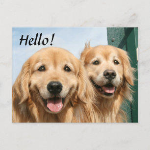 Twee glimlende Golden Retrievers Hallo Briefkaart