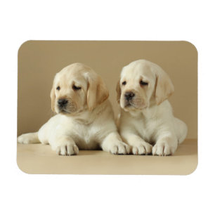 Twee Golden Labrador Puppies Magneet
