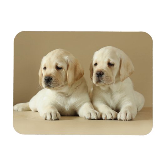 Twee Golden Labrador Puppies Magneet (Horizontaal)