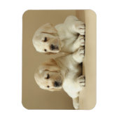Twee Golden Labrador Puppies Magneet (Verticaal)