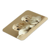 Twee Golden Labrador Puppies Magneet (Linkerzijde)