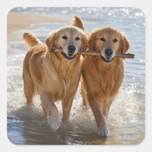 Twee Golden Retrievers die een Stok dragen Vierkante Sticker