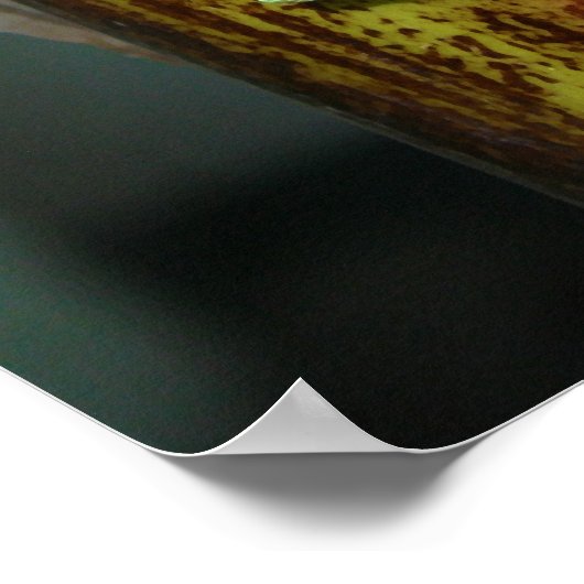 Twee goudstofdaggekko's Phelsuma Laticauda Poster (Hoek)