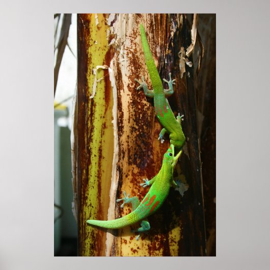 Twee goudstofdaggekko's Phelsuma Laticauda Poster (Voorkant)
