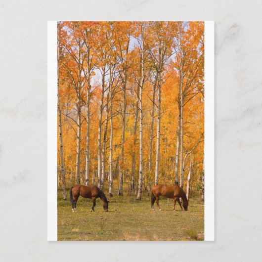 Twee graaspaarden in de herfst briefkaart (Voorkant)