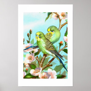 Twee grasparkieten poster