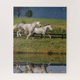 Twee Gray Percheron-paarden met dappel Legpuzzel