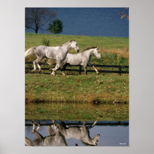 Twee Gray Percheron-paarden met dappel Poster