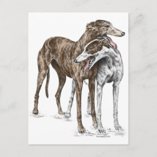 Twee Greyhound Friends Dog Art Briefkaart