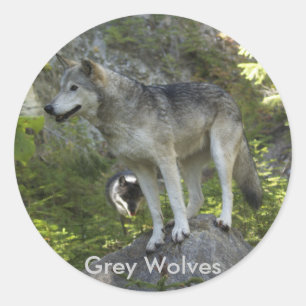 Twee Grijze Wolven in de Rocky Mountain Wilderness Ronde Sticker