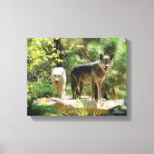 Twee grijze wolven in het bos canvas afdruk (Voorkant)