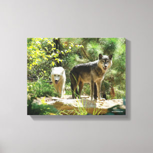 Twee grijze wolven in het bos canvas afdruk