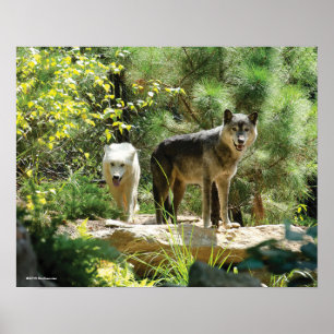 Twee grijze wolven in het bos poster