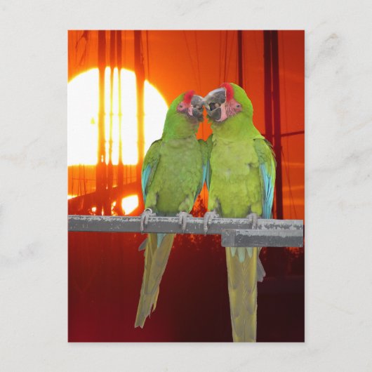 Twee Groene Papegaaien Zonsondergang DIY Briefkaar Briefkaart (Voorkant)