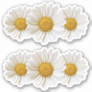 Twee groepen van drie witte madeliefjes sticker