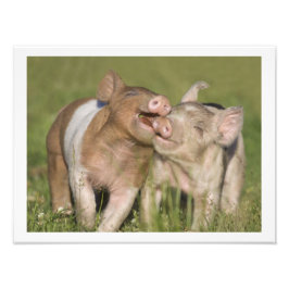 Twee Happy Playful Biglets 12 x16 Foto Afdruk