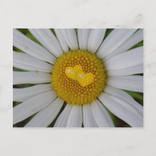 Twee harten op marguerite briefkaart
