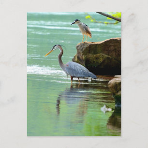 Twee Herons in de rivier Briefkaart