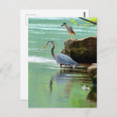 Twee Herons in de rivier Briefkaart (Voorkant / Achterkant)
