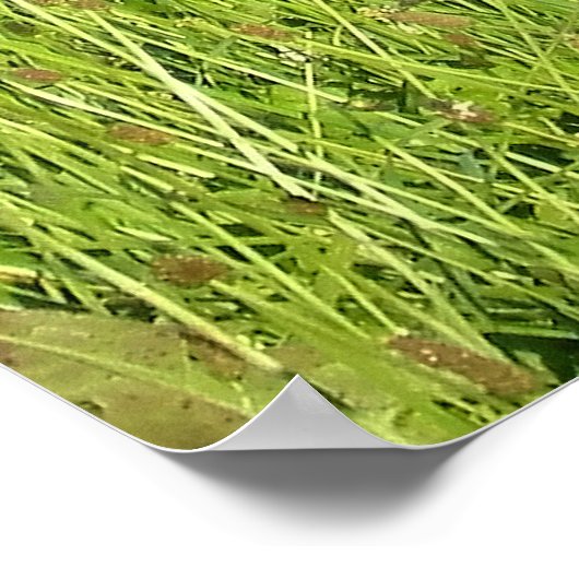 Twee hoerspots in Opper-Oostenrijk Poster (Hoek)