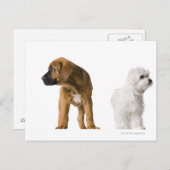 Twee honden briefkaart (Voorkant / Achterkant)