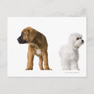 Twee honden briefkaart