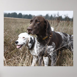 Twee honden Field, Houston, Texas Poster