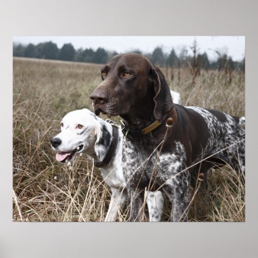 Twee honden | Field, Houston, Texas Poster (Voorkant)