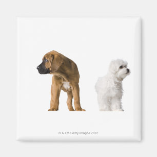 Twee honden magneet