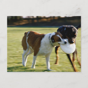 Twee honden vechten over plastic schijf briefkaart