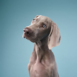 Twee honden zitten bij het vuur in het bos. magneet