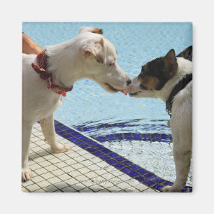Twee honden zoenen aan de poolkant magneet