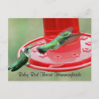 Twee Hummers, Ruby Red Throat Kolibries Briefkaart
