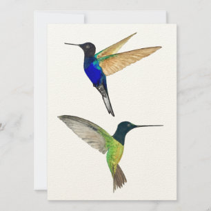 Twee Hummingvogels