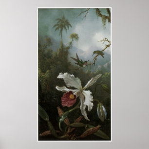 Twee Hummingvogels boven een White Orchid, 1870's Poster