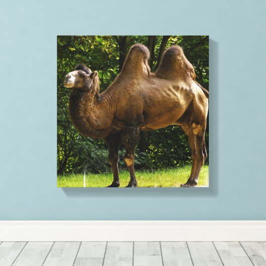 Twee Humped Camel Canvas print (Insitu (Houten vloer))