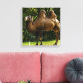 Twee Humped Camel Canvas print (Insitu (Woonkamer))