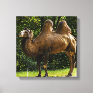 Twee Humped Camel Canvas print