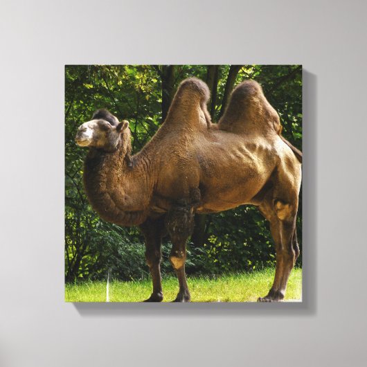 Twee Humped Camel Canvas print (Voorkant)