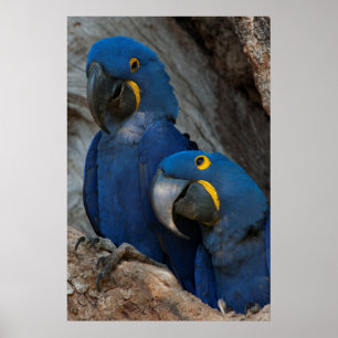 Twee Hyacint Ara's, Brazilië Poster